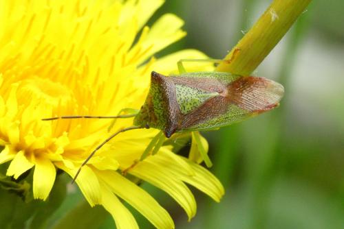 Acanthosoma haemorrhoidale haemorrhoidale